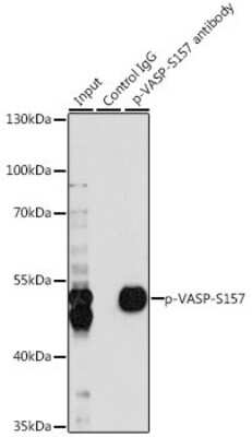 Immunoprecipitation: VASP [p Ser155] Antibody - Azide and BSA Free [NBP3-05448]